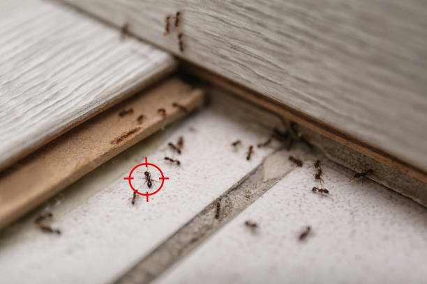 Best Insect Control  in Pell City, AL